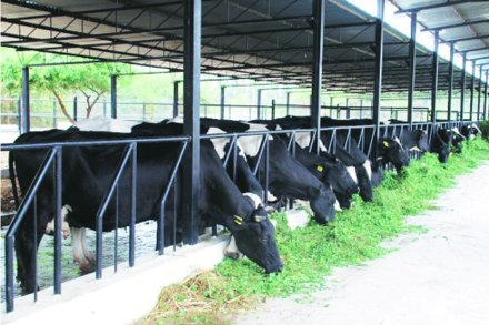 अबब! अपघातात जखमी झालेल्या गाईवर सर्जरी केल्यानंतर डॉक्टरही चक्रावले; पोटात सापडलं असं काही….