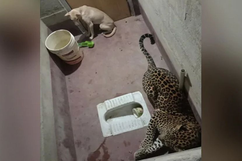 Viral: शौचालयात बिबट्यासोबत अडकला कुत्रा; पुढे काय झालं ते एकदा बघाच