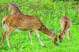 गोरेवाड्यात पहिल्याच आठवड्यात एक हजार पर्यटकांची सफारी