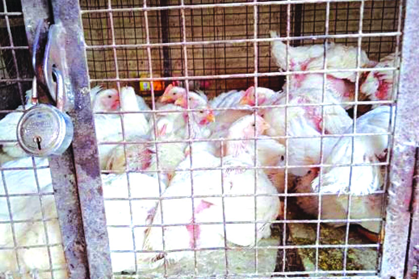 कोंबडी बाजाराला ‘बर्ड फ्लू’चा ताप! कोंबडी बाजाराला ‘बर्ड फ्लू’चा ताप!