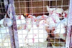 कोंबडी बाजाराला ‘बर्ड फ्लू’चा ताप!