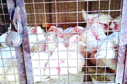 कोंबडी बाजाराला ‘बर्ड फ्लू’चा ताप! कोंबडी बाजाराला ‘बर्ड फ्लू’चा ताप!