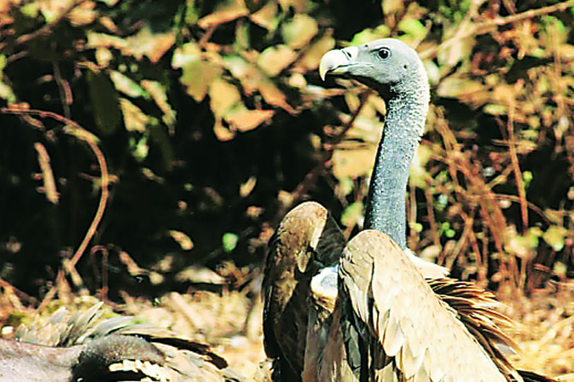 रायगड जिल्ह्यात आज गिधाडांची गणना