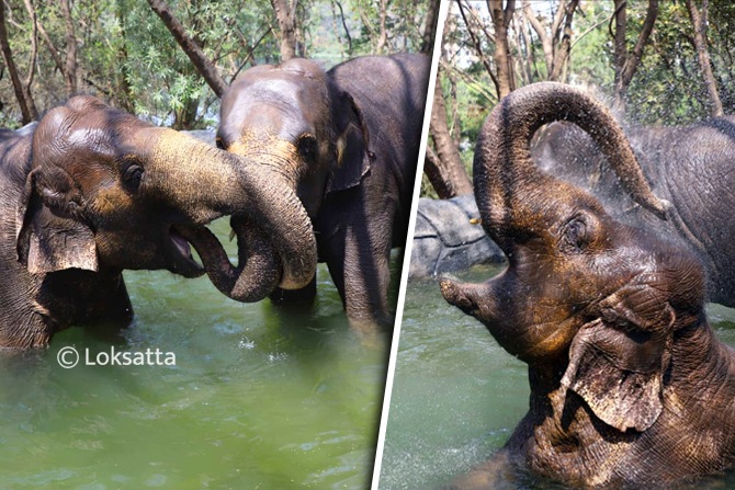 हत्तीच्या हल्ल्यात लेखापालाचा मृत्यू