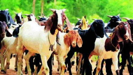 (संग्रहित छायाचित्र) (संग्रहित छायाचित्र)