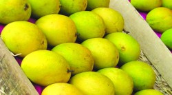 ‘लाखमोलाची हापूस पेटी’ घाऊक व्यापाऱ्यांच्या जिव्हारी