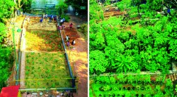 नवी मुंबईतही मियावाकी प्रकल्प