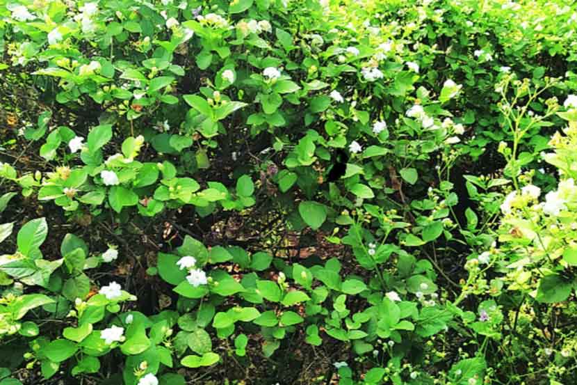 रोगाच्या प्रादुर्भावाने मोगरा कोमेजला