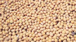 सोयाबीनला हमीभावापेक्षा दुप्पट भाव