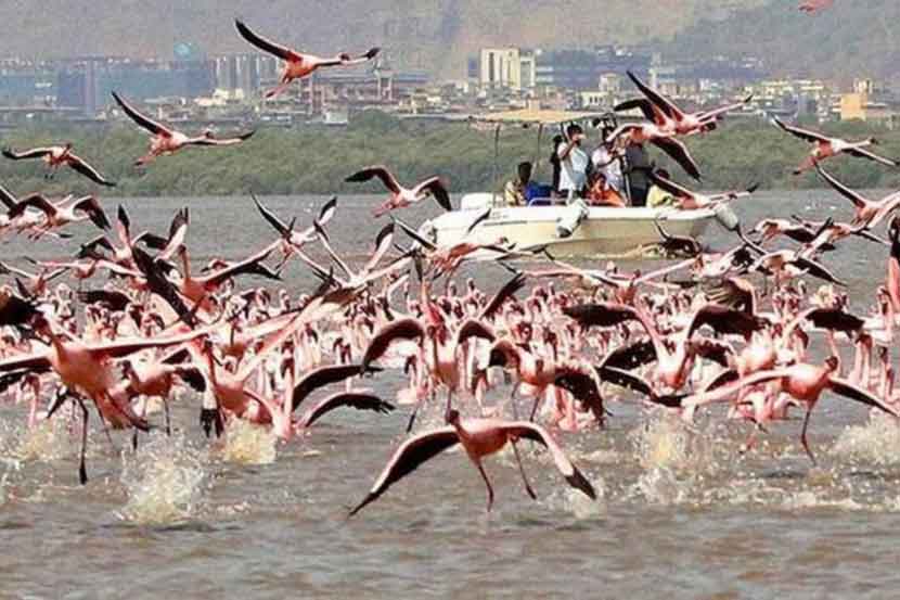 ओहोटी काळातही फ्लेमिंगो अभयारण्यातील जैवविविधतेचे दर्शन ओहोटी काळातही फ्लेमिंगो अभयारण्यातील जैवविविधतेचे दर्शन