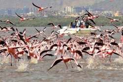 ओहोटी काळातही फ्लेमिंगो अभयारण्यातील जैवविविधतेचे दर्शन