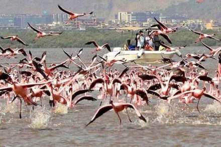 ओहोटी काळातही फ्लेमिंगो अभयारण्यातील जैवविविधतेचे दर्शन ओहोटी काळातही फ्लेमिंगो अभयारण्यातील जैवविविधतेचे दर्शन