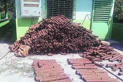 होळीसाठी पर्यावरणपूरक लाकडाचा वापर