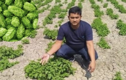 hop shoots World costliest vegetable