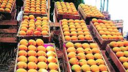 लहरी हवामानामुळे हापूसची आवक निम्म्याने घटली