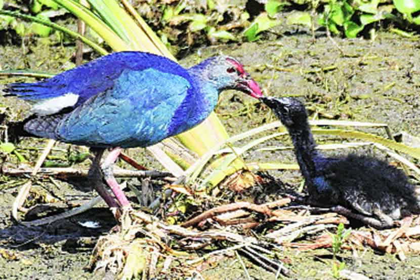 नांदुरमध्यमेश्वर अभयारण्यातून विदेशी पक्ष्यांचे स्थलांतर