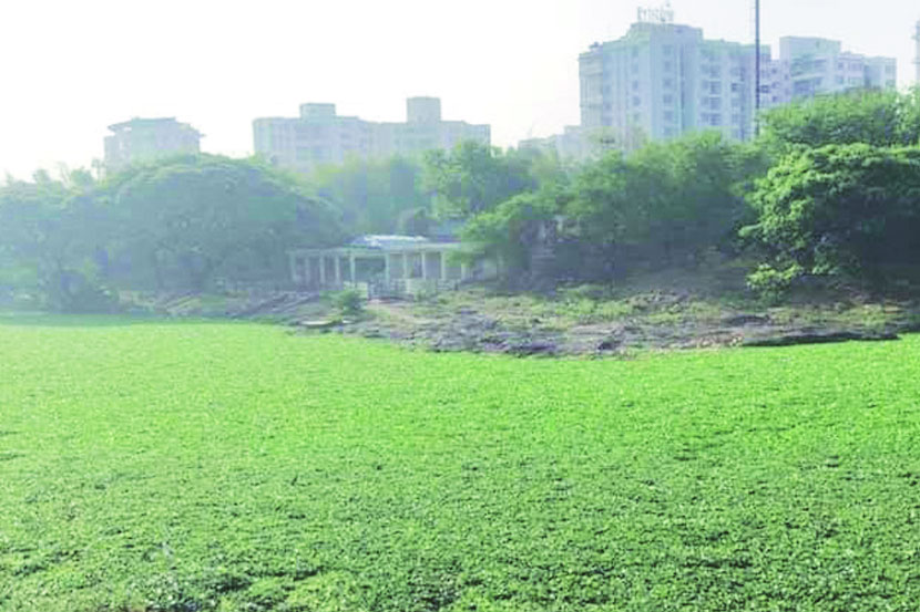 जलपर्णीची समस्या दीड महिन्यांपासून कायम