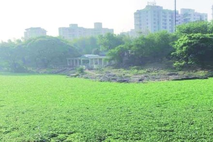 जलपर्णीची समस्या दीड महिन्यांपासून कायम