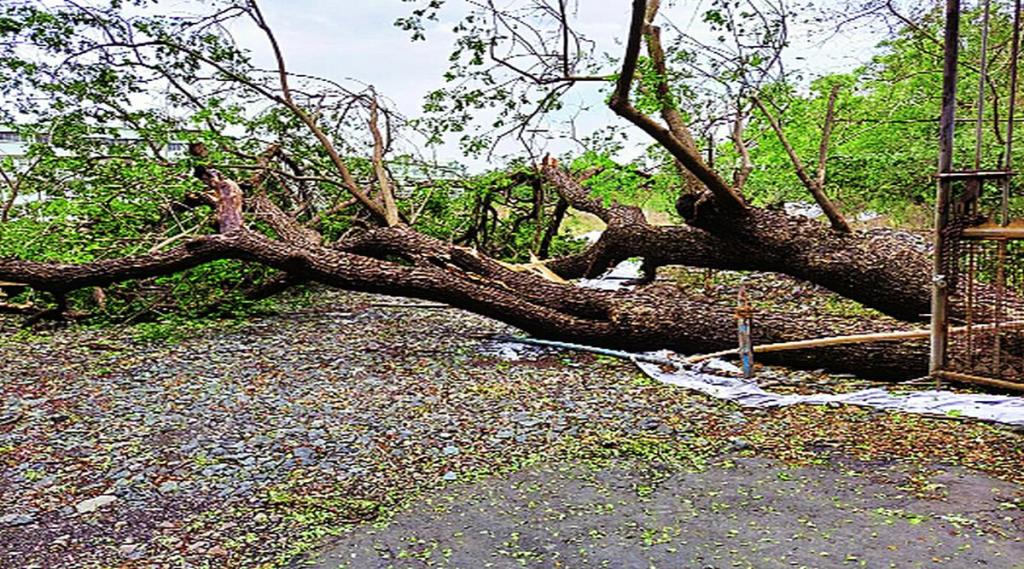 करोना केंद्रासमोरील झाड पडल्याने रस्ता बंद