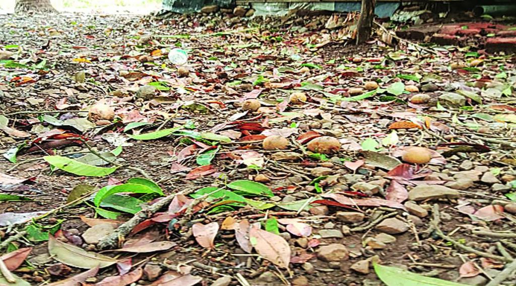 वादळात चिकू उत्पादकांचे  कोटय़वधीचे नुकसान