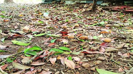 वादळात चिकू उत्पादकांचे  कोटय़वधीचे नुकसान