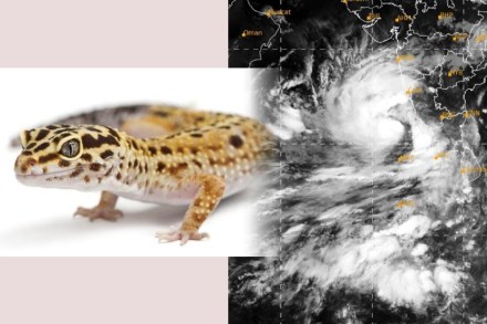 What is 'Tauktae' and how are cyclones named? Know the complete procedure here