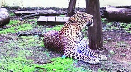 संसर्गाच्या छायेतील बिबट्यांची विशेष काळजी!