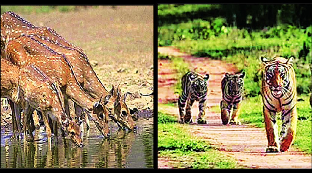 बुद्धपौर्णिमेला होणाऱ्या वन्यप्राणी गणनेवर करोनाचे सावट