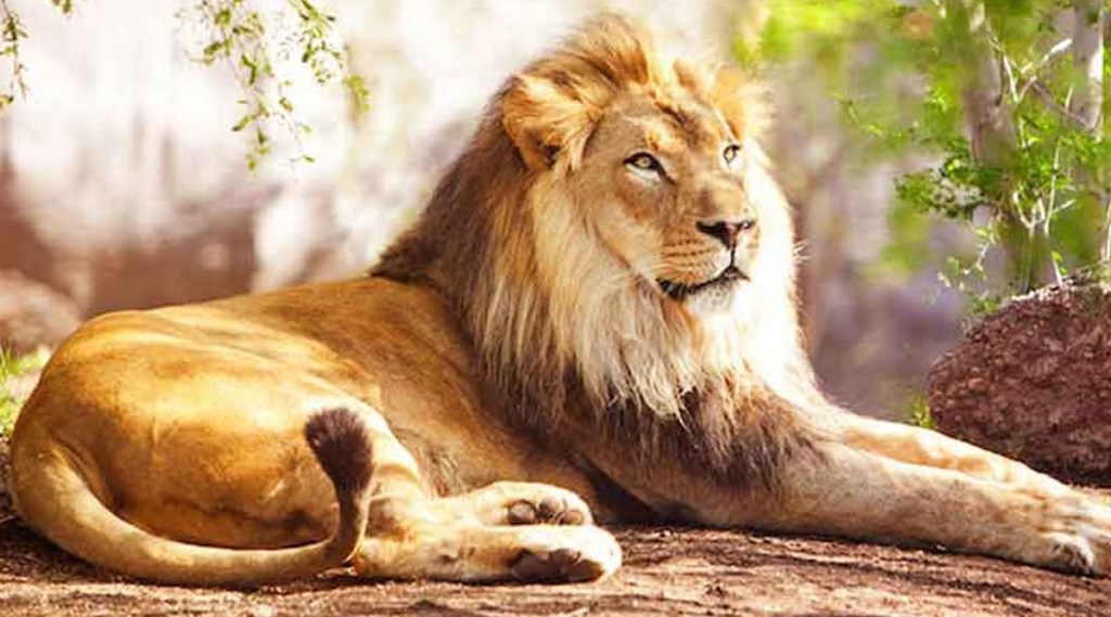 करोनाच्या तावडीत जंगलाचा राजाही सापडला; हैद्राबादमधल्या ८ सिंहांना करोनाची लागण!