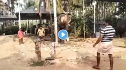 गजराजांनी ठोकले चौकार, षटकार! व्हिडिओ सोशल मीडियावर व्हायरल