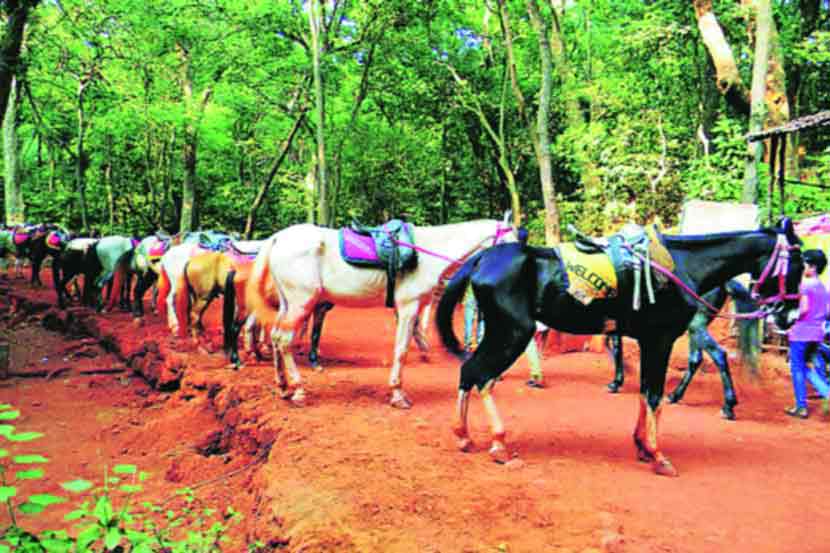 माथेरानमधील घोडय़ांची यंदाही उपासमार माथेरानमधील घोडय़ांची यंदाही उपासमार