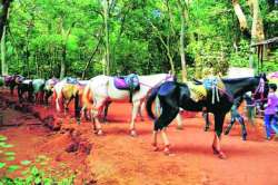 माथेरानमधील घोडय़ांची यंदाही उपासमार