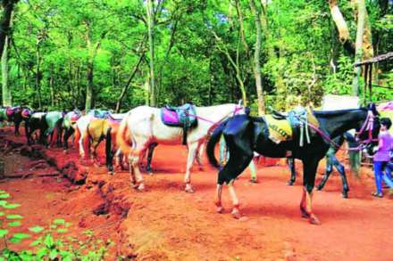 माथेरानमधील घोडय़ांची यंदाही उपासमार माथेरानमधील घोडय़ांची यंदाही उपासमार