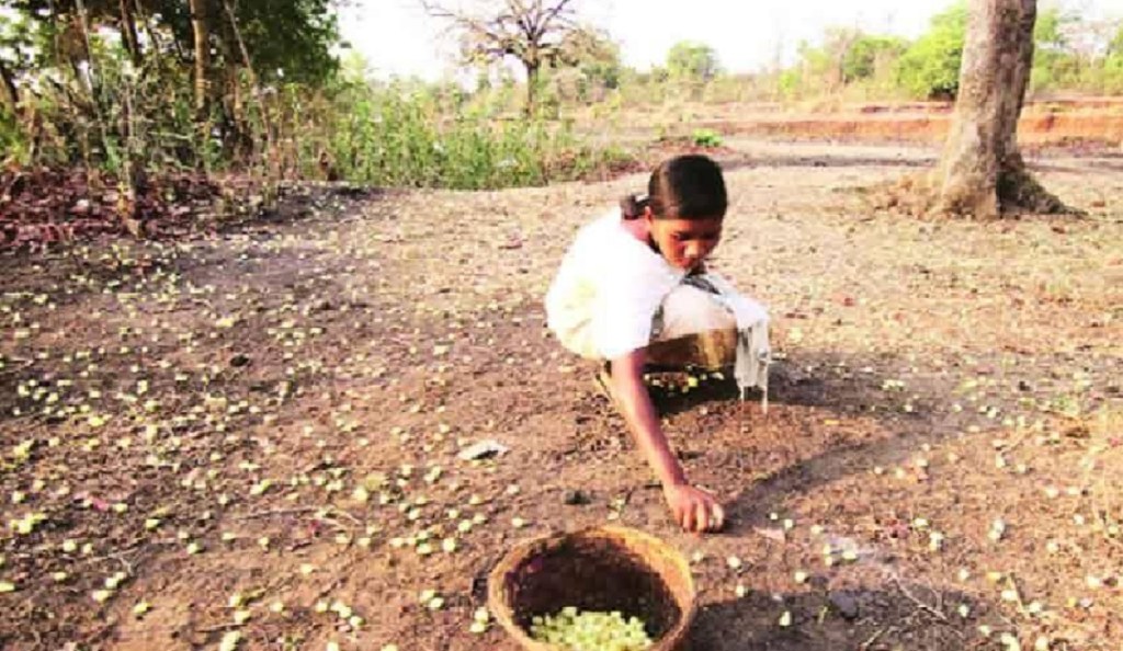 mahua flowers mahua flowers