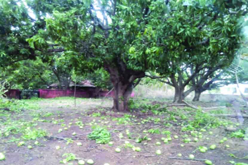 आंबा बागायतदारांचे १०० कोटी पाण्यात? आंबा बागायतदारांचे १०० कोटी पाण्यात?