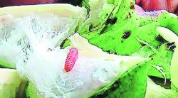 परोपजीवी कीटकांकडून बोंडअळीची अंडी नष्ट