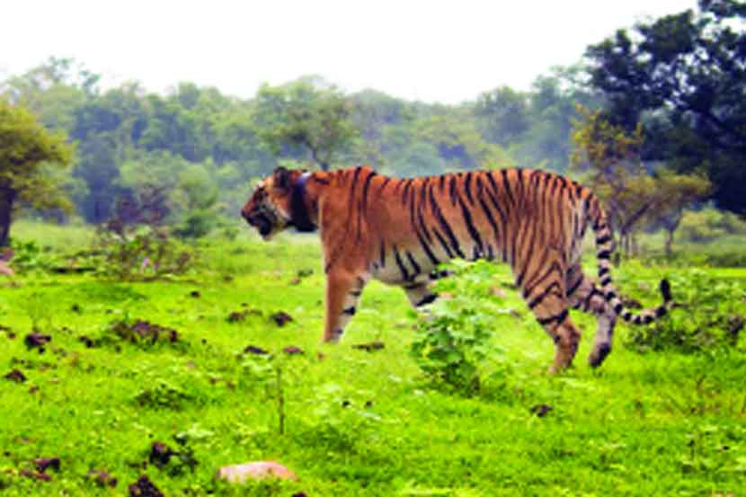 सहा महिन्यांत ८६ वाघांचा मृत्यू सहा महिन्यांत ८६ वाघांचा मृत्यू