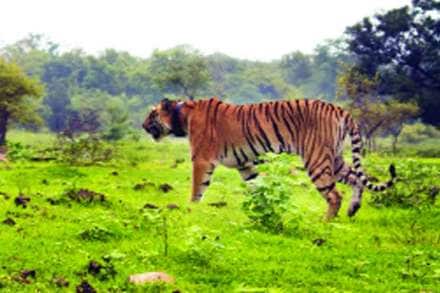 सहा महिन्यांत ८६ वाघांचा मृत्यू