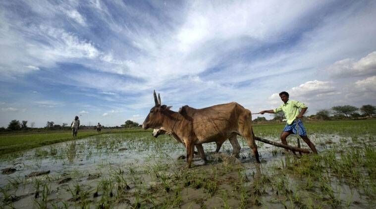 वसईत भात शेतीच्या कामांची लगबग
