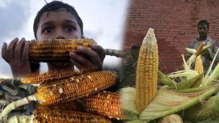 Health Benefits Of Eating Corn In Monsoon Season
