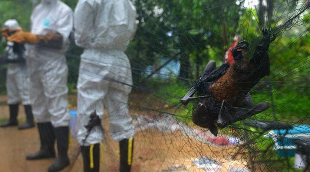nipah virus, Mahabaleshwar, NIV, National Institute of Virology, NIv Team, Bats Species