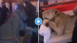 Pakistan Birthday Party Lion