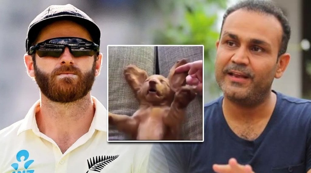 Virender Sehwag shares dog video after watching Kane williamsons slow batting
