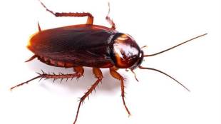 home remedy, rid of cockroaches, cockroaches,