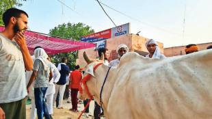 Along with the agitating farmers in Haryana the cow also appeared at the police station