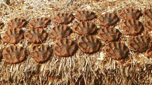 Produces cement, bricks and paints from Haryana's scientific dung