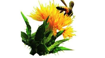 edt-sunflower edt-sunflower