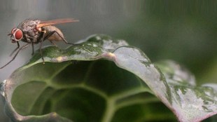 How to Get Rid of House Flies at Home During Rains