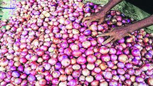 Onion Price Maharashtra, Onion Price Cyclone Rain effect