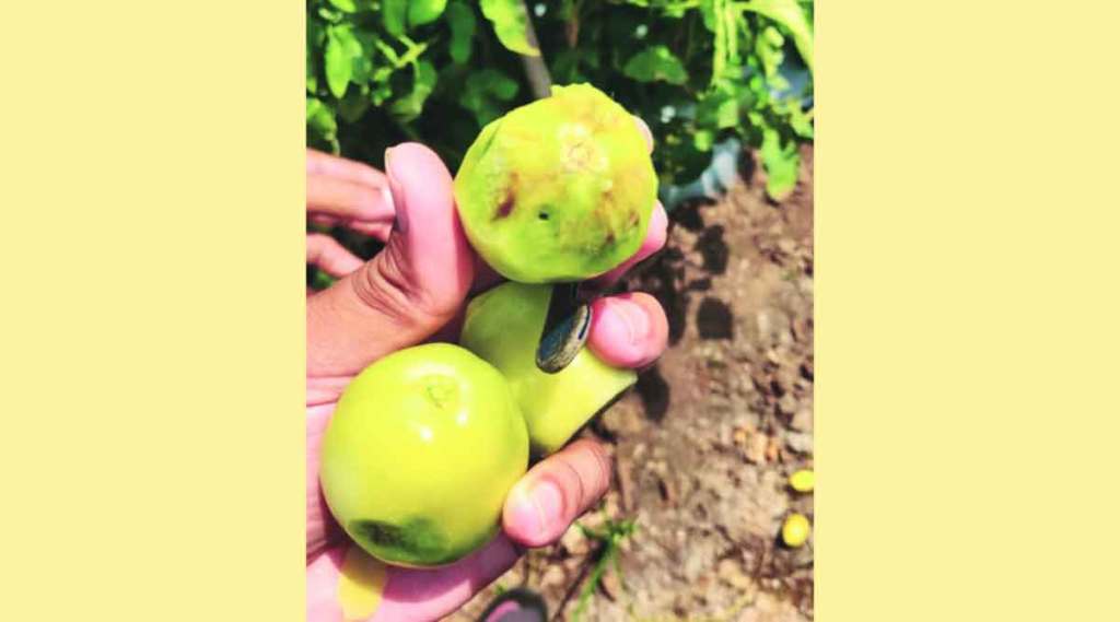 tomato